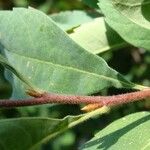 Myrica hartwegii Coajă