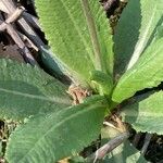 Primula denticulata Leaf