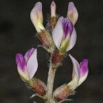 Astragalus layneae Λουλούδι