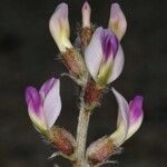 Astragalus layneae