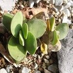 Crassula cotyledonis Leaf