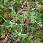 Geranium dissectumFlor