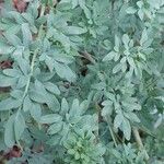 Ruta chalepensis Hoja