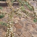 Vachellia drepanolobium Flower