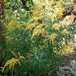 Solidago rugosa Celota