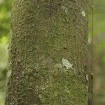 Pachira dolichocalyx Bark