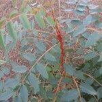 Marcetella moquiniana Likasa