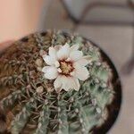 Gymnocalycium quehlianum花