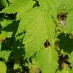 Acer spicatum Folha