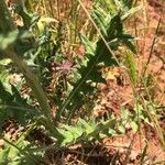 Cirsium texanum Fulla