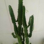 Euphorbia trigona Fulla