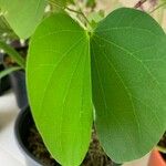 Bauhinia monandra Leaf