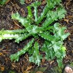 Asplenium scolopendriumХарактер