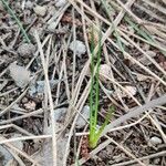 Crocus corsicus Leaf