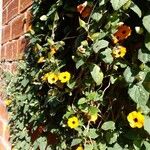 Thunbergia alataFlower