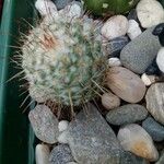 Mammillaria grahamii 樹皮