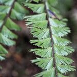 Adiantum caudatum পাতা