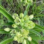 Asclepias viridis Flor