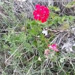 Pelargonium peltatum Habit