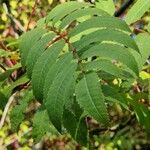 Sorbus americana Blatt