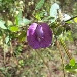 Centrosema virginianum Flor