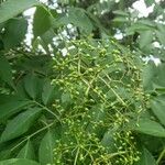 Sambucus canadensis Owoc