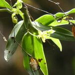 Angraecum obversifolium Leaf