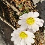 Callianthemum coriandrifolium Flor
