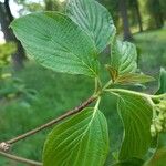 Cornus alternifolia Leaf