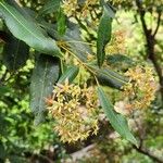Ceratopetalum gummiferum Flor