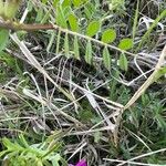 Vicia segetalis Leaf