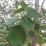Pterocarpus rotundifolius Leaf