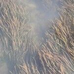 Vallisneria spiralis Likasa