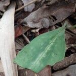 Cynorkis ridleyi Hostoa