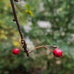 Crataegus rhipidophylla Фрукт