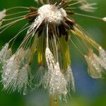 Taraxacum rubicundum Mbuma