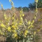 Verbascum pulverulentumKvět