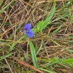 Commelina latifoliaFloro