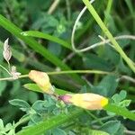 Lathyrus annuus പുഷ്പം