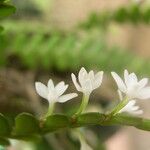 Angraecum aporoides Blomma