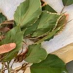 Acalypha amentacea Ravina
