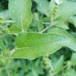 Arctium minusFolio