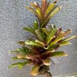 Vriesea heliconioides Leaf