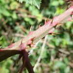 Rubus senticosus Mosusu