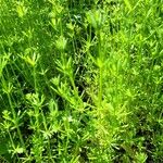 Galium tricornutum Folha