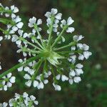 Conium maculatum Flower