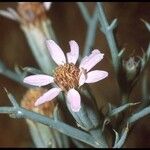 Nicolletia occidentalis Кветка