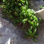 Globularia repens Feuille