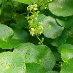 Hydrocotyle verticillata 花