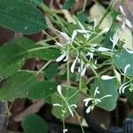 Euphorbia hypericifolia Květ